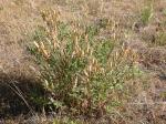 : - Astragalus eremiticus