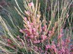 : - Ephedra fragilis