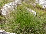 Rasen-Schmiele-Deschampsia cespitosa