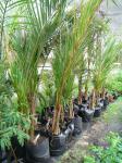 : - Juania australis