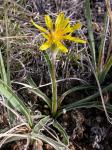 : - Nothocalais cuspidata