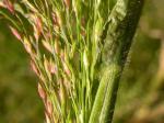 Haarästige Hirse - Panicum capillare