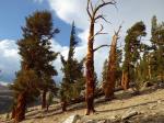 Fuchsschwanz-Kiefer - Pinus balfouriana