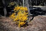 : - Acacia buxifolia