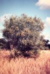 : - Acacia hemsleyi