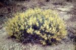 : - Acacia leptostachya