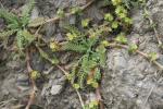 : - Alchemilla pinnata