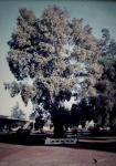 : - Angophora floribunda