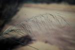 : - Stipa nitida