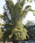 : - Bambusa blumeana