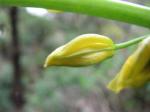 : - Bulbine bulbosa
