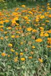 Ringelblume - Calendula officinalis