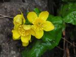 Sumpfdotterblume - Caltha palustris
