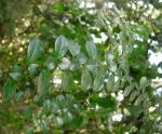 : - Azara microphylla