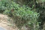 Tee - Camellia sinensis
