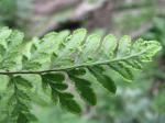 : - Cheilanthes austrotenuifolia