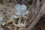 Rundblättriges Dickblatt - Cotyledon orbiculata