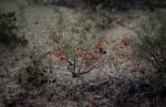 : - Daviesia benthamii