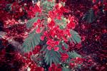 Flammenbaum - Delonix regia
