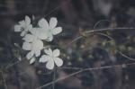 : - Drosera macrantha