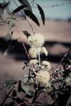:-Eucalyptus campaspe