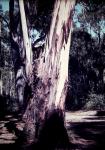: - Eucalyptus viminalis
