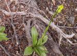 : - Gavilea lutea