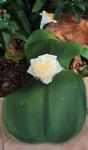 : - Haemanthus deformis