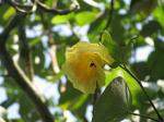 Lindenblättriger Eibisch-Hibiscus tiliaceus
