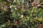 Immergrüne Schleifenblume - Iberis semperflorens