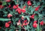 : - Kennedia prostrata