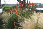 Schopf-Fackellilie - Kniphofia uvaria