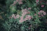 : - Kunzea recurva