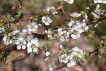 : - Leptospermum myrsinoides