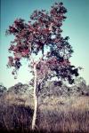 : - Melaleuca nervosa