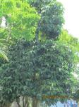 Noni-Baum - Morinda citrifolia