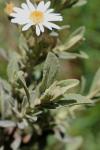 Tasmanischer Gänseblümchenstrauch - Olearia phlogopappa