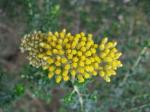 : - Ozothamnus obcordatus