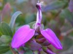 Myrtenblättrige Kreuzblume - Polygala myrtifolia