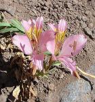 : - Alstroemeria exserens