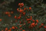 : - Pyracantha angustifolia