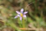 : - Romulea minutiflora