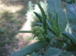 : - Senecio minimus