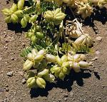 : - Astragalus pehuenches