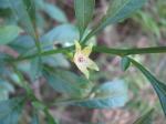 Korallenstrauch - Solanum pseudocapsicum