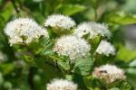 : - Spiraea betulifolia var. corymbosa