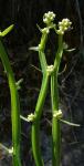 : - Baccharis sagittalis