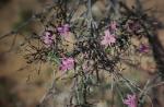 : - Thysanotus manglesianus