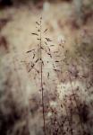 : - Triodia marginata