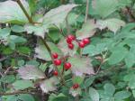 : - Viburnum edule